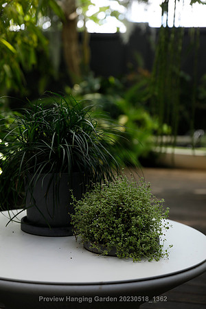 preview_Hanging Garden 20230518_1362