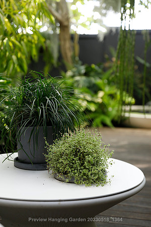 preview_Hanging Garden 20230518_1364