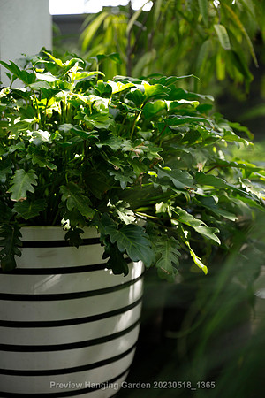 preview_Hanging Garden 20230518_1365