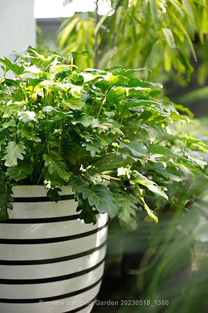 preview_Hanging Garden 20230518_1366