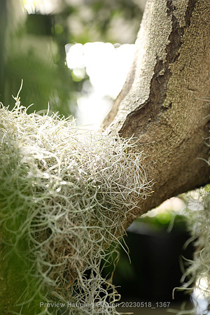 preview_Hanging Garden 20230518_1367