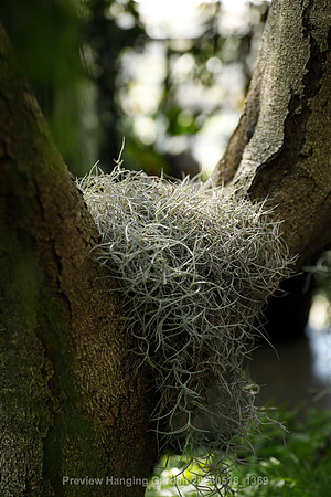 preview_Hanging Garden 20230518_1369