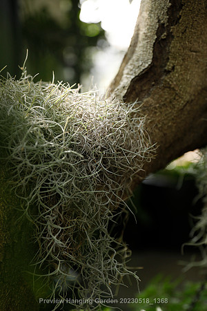 preview_Hanging Garden 20230518_1368
