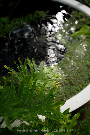 preview_Hanging Garden 20230518_1377