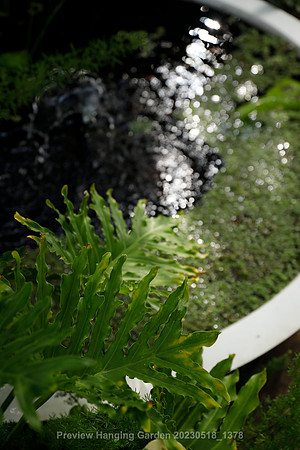 preview_Hanging Garden 20230518_1378