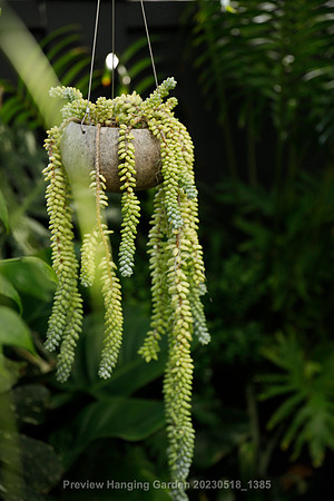 preview_Hanging Garden 20230518_1385