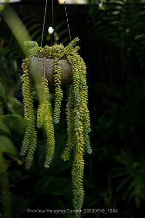 preview_Hanging Garden 20230518_1384