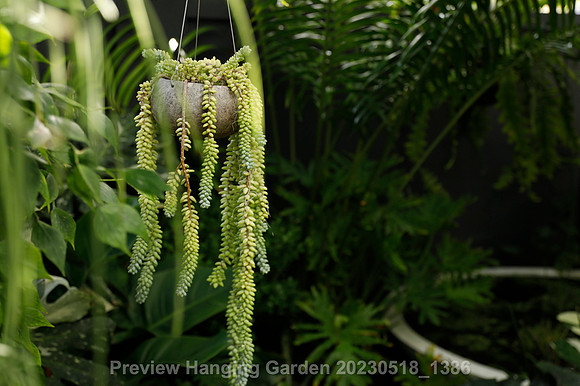 preview_Hanging Garden 20230518_1386