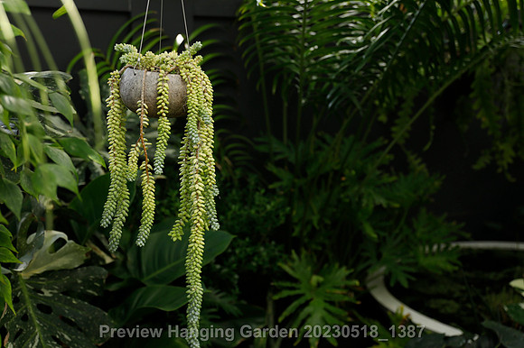 preview_Hanging Garden 20230518_1387