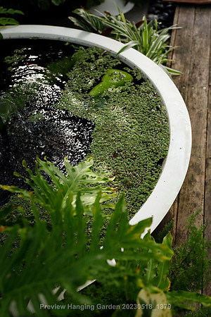 preview_Hanging Garden 20230518_1379