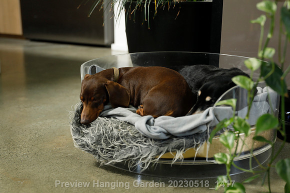 preview_Hanging Garden 20230518_1417