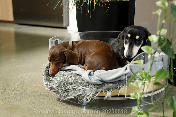 preview_Hanging Garden 20230518_1419