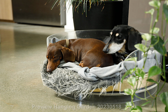 preview_Hanging Garden 20230518_1420
