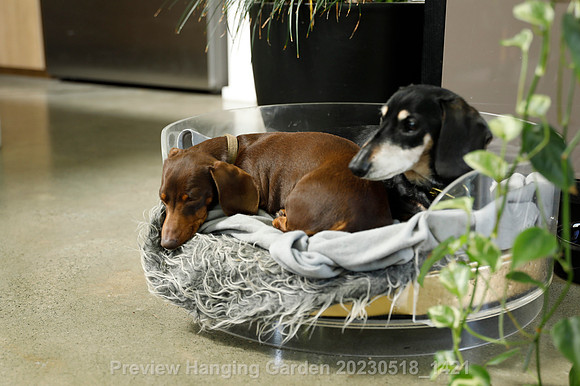 preview_Hanging Garden 20230518_1421