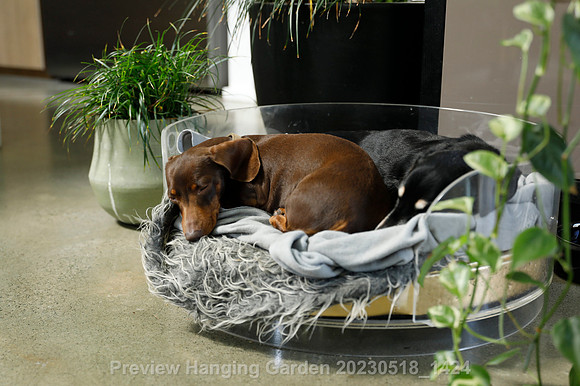 preview_Hanging Garden 20230518_1424