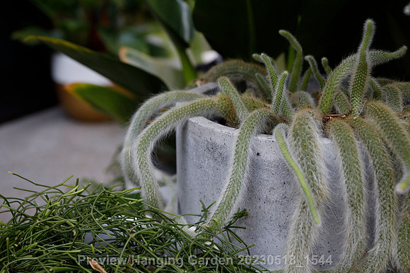 preview_Hanging Garden 20230518_1544