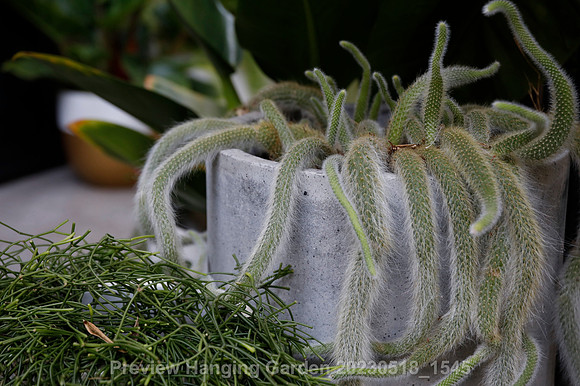 preview_Hanging Garden 20230518_1545