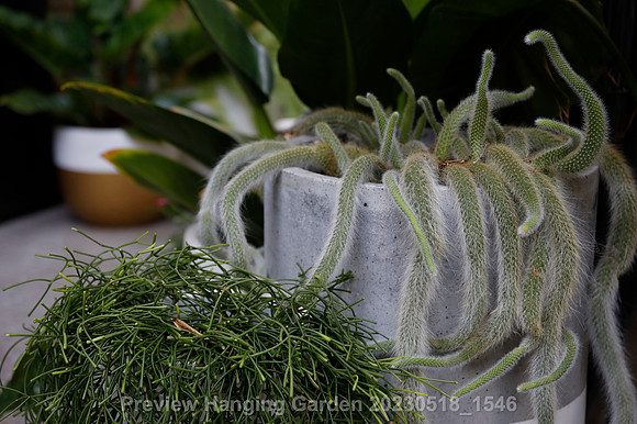 preview_Hanging Garden 20230518_1546