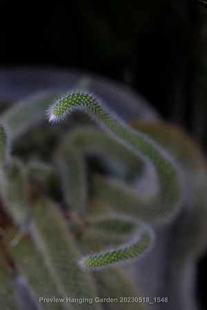 preview_Hanging Garden 20230518_1548