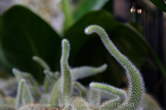preview_Hanging Garden 20230518_1551