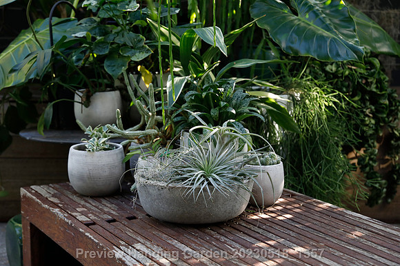 preview_Hanging Garden 20230518_1557