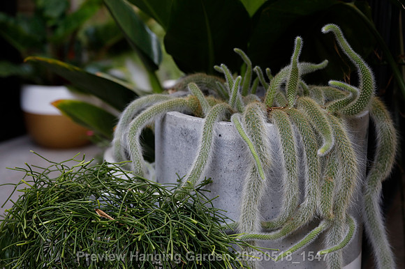 preview_Hanging Garden 20230518_1547