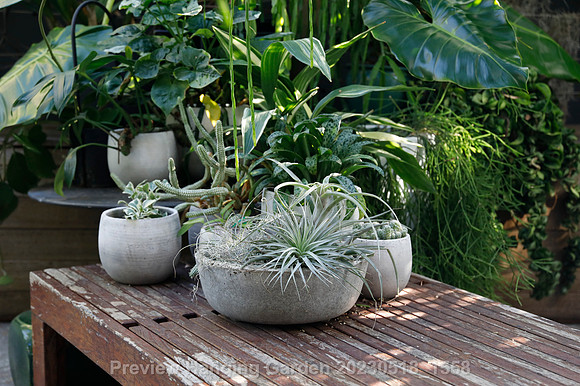 preview_Hanging Garden 20230518_1558