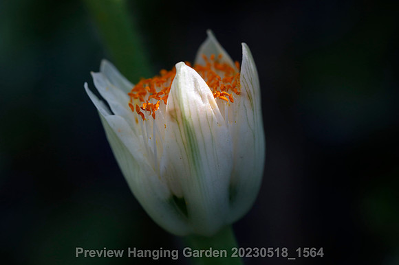 preview_Hanging Garden 20230518_1564