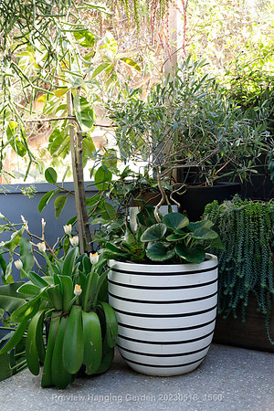 preview_Hanging Garden 20230518_1560