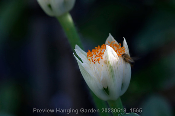 preview_Hanging Garden 20230518_1565