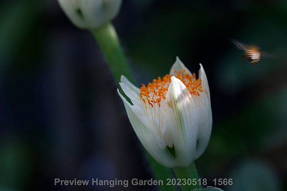 preview_Hanging Garden 20230518_1566