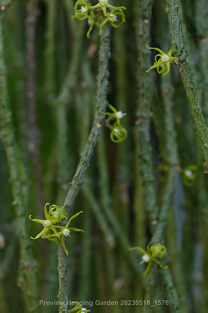 preview_Hanging Garden 20230518_1576