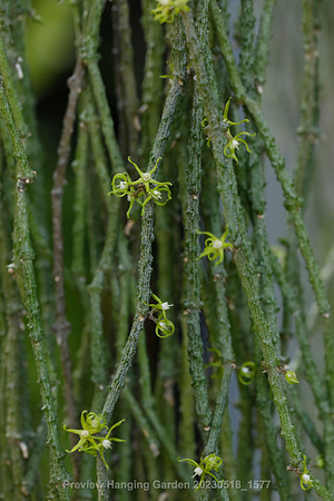 preview_Hanging Garden 20230518_1577