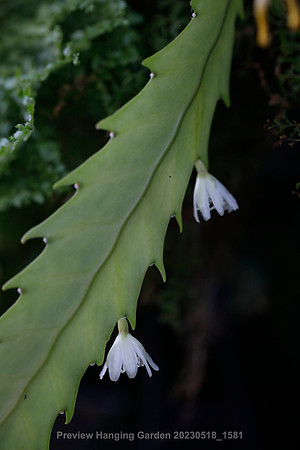 preview_Hanging Garden 20230518_1581
