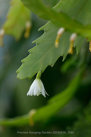 preview_Hanging Garden 20230518_1582