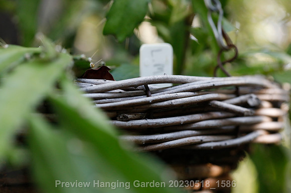 preview_Hanging Garden 20230518_1586