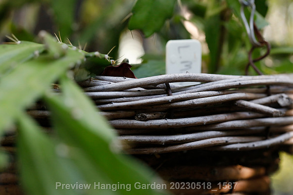 preview_Hanging Garden 20230518_1587