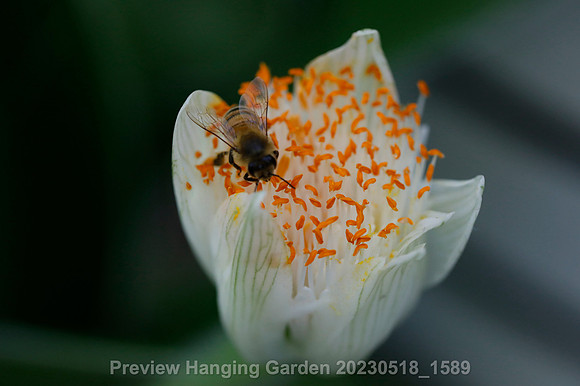 preview_Hanging Garden 20230518_1589