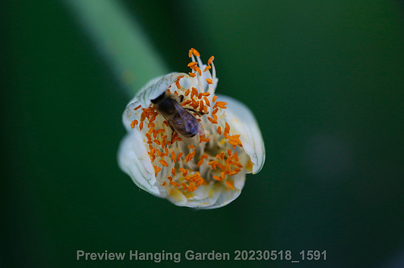 preview_Hanging Garden 20230518_1591