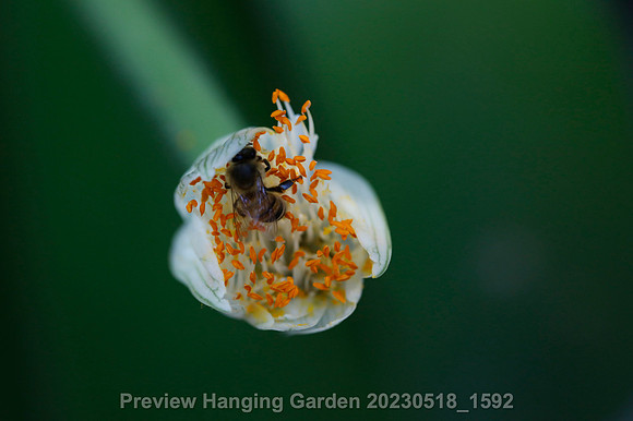 preview_Hanging Garden 20230518_1592