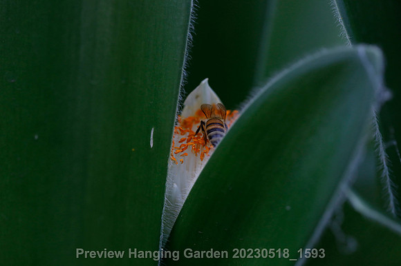 preview_Hanging Garden 20230518_1593