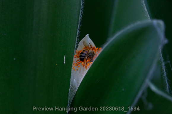 preview_Hanging Garden 20230518_1594