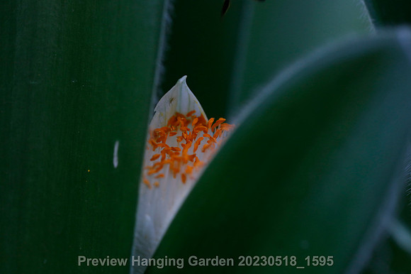 preview_Hanging Garden 20230518_1595