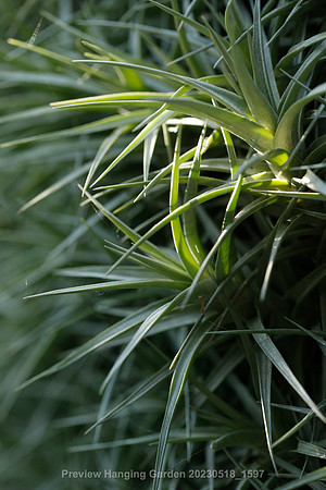 preview_Hanging Garden 20230518_1597