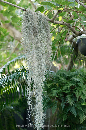 preview_Hanging Garden 20230518_1598