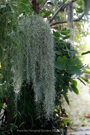 preview_Hanging Garden 20230518_1600