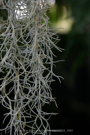 preview_Hanging Garden 20230518_1601