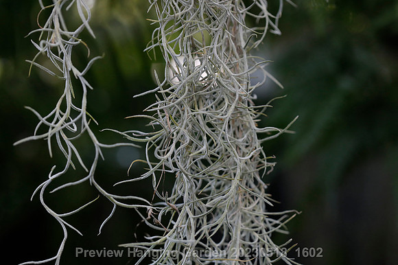 preview_Hanging Garden 20230518_1602