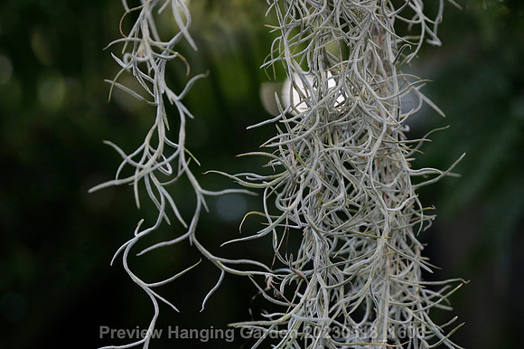 preview_Hanging Garden 20230518_1603