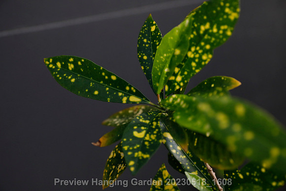 preview_Hanging Garden 20230518_1608